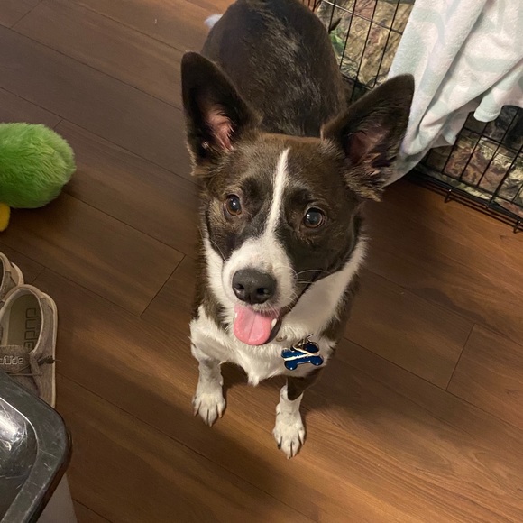 Meet your Posher, Daniel - Picture 1 of 1